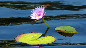 Pondflower with Dragonfly